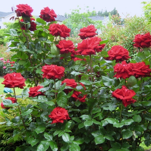 Jaskrawy, czysto czerwony  - róża wielkokwiatowa - Hybrid Tea